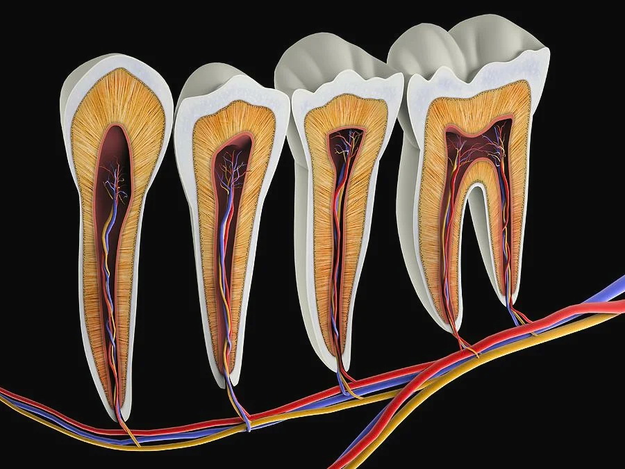 Что происходит с зубом после удаления нерва